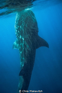 This whaleshark get perpendicular to the surface to feed.... by Chris Miskavitch 